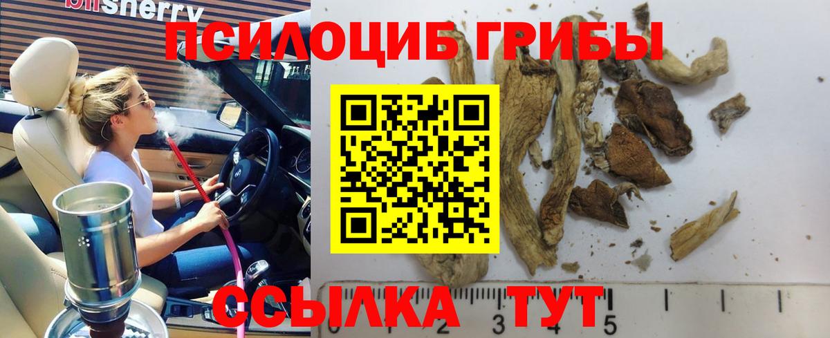 Галлюциногенные грибы Psilocybine cubensis Лобня